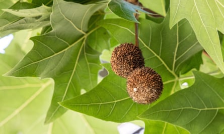 Plane tree seeds