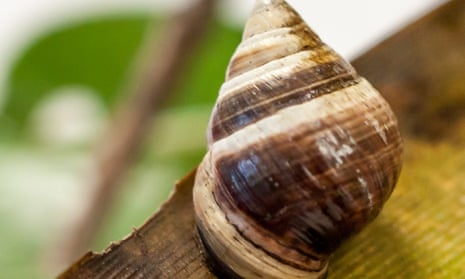 George, who never lived in the actual forest, was still a mascot for endangered Hawaiian snails. 
