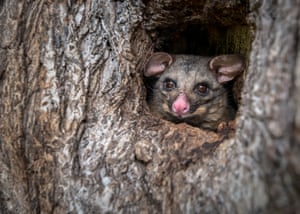 An urban brush-tailed possum, Trichosurus vulpecula