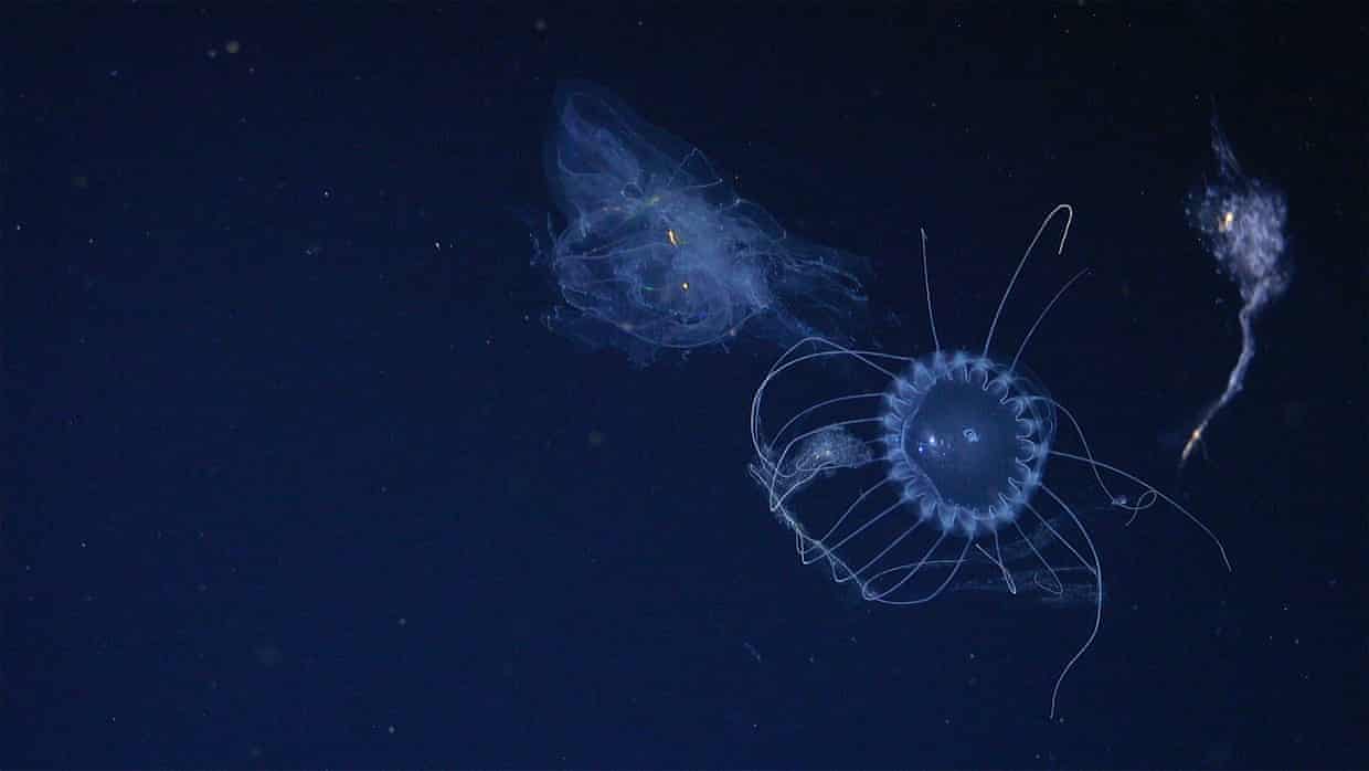 Meduza və sifonofor