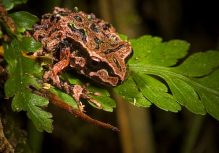 New Zealand’s endemic Archey’s frog.