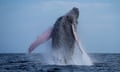 A humpback whale breaches near Iguana Island, Panama, July 14, 2024. (AP Photo/Matias Delacroix)