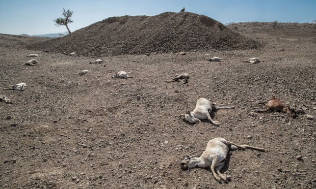 One-quarter of land in Ethiopia is degraded, affecting about 20 million people.