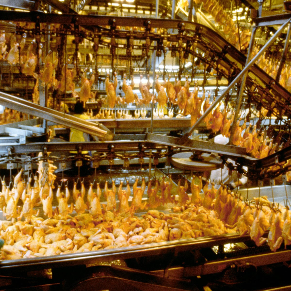UK ministers gain power to allow lower-standard food imports | Meat  industry | The Guardian