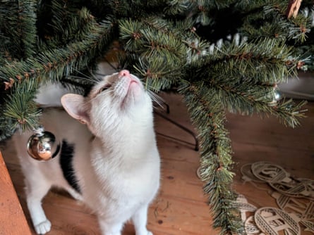 A white cat sniffs the branches of a Christmas tree