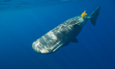 A sperm whale encounters plastic waste.