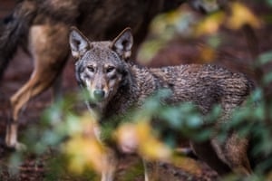 Red Wolves are seen at the North Carolina Museum of Life & Science in Durham, North Carolina. 3872.jpg?width=300&quality=85&auto=forma
