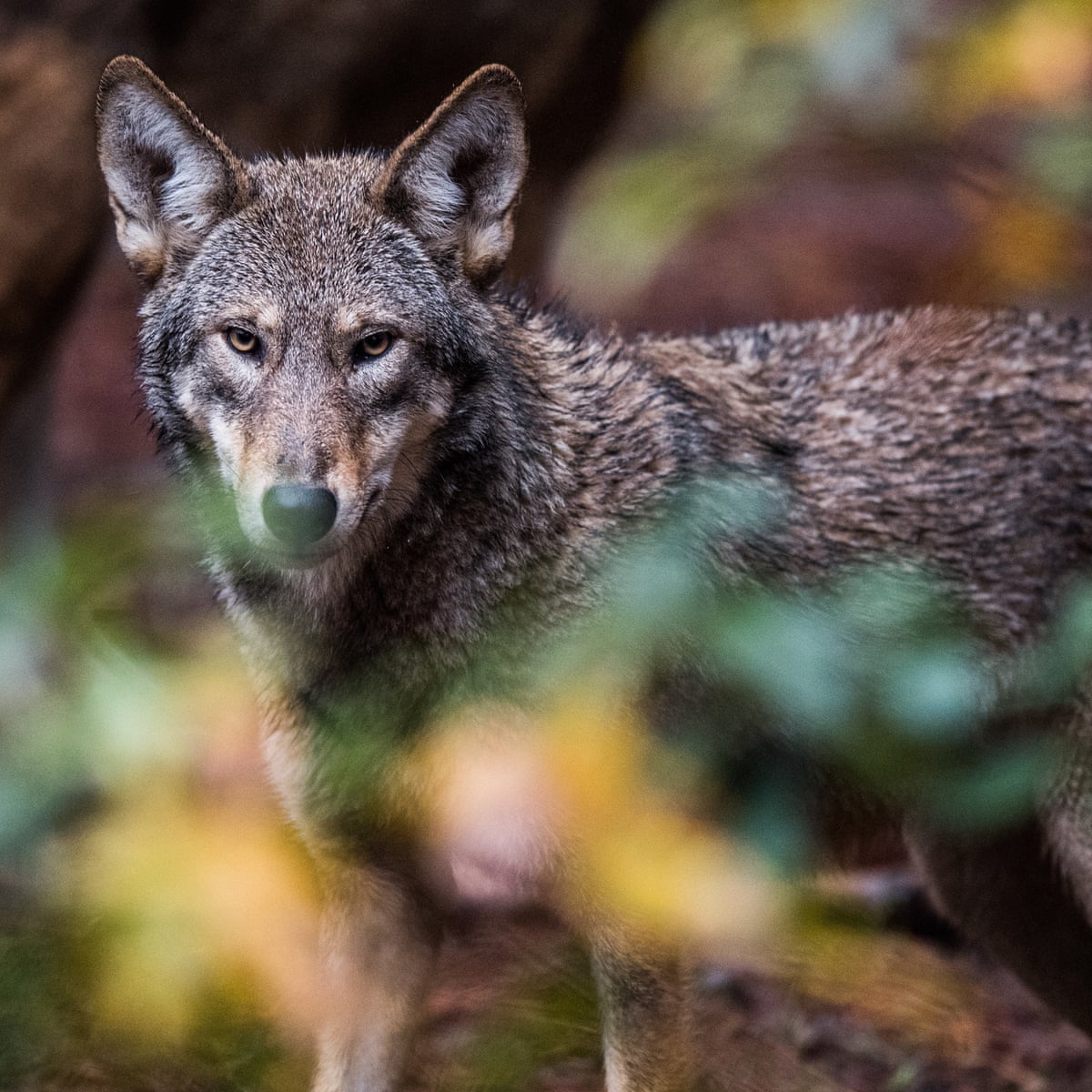 Red wolf: the struggle to save one of the rarest animals on Earth |  Endangered species | The Guardian