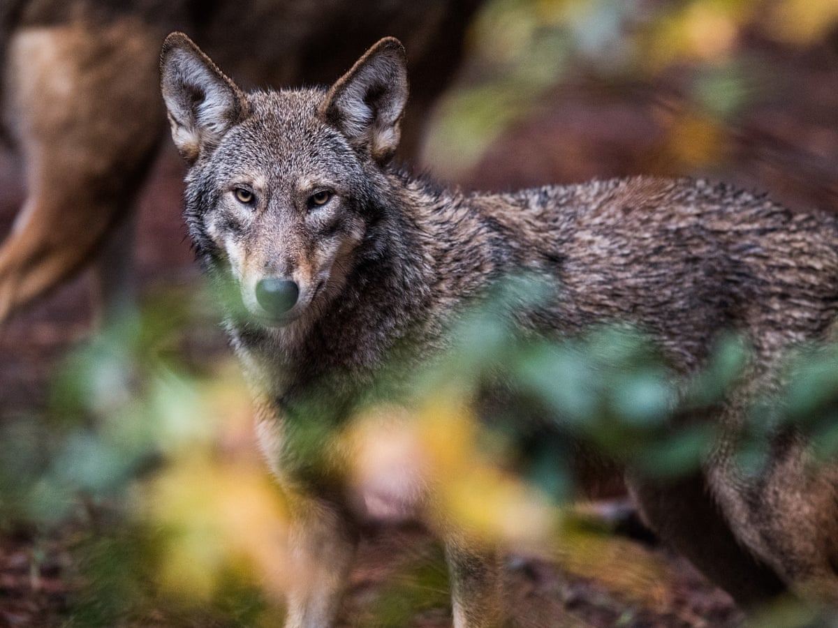 How to Hunt Coyotes in NC: Master the Art of Coyote Hunting