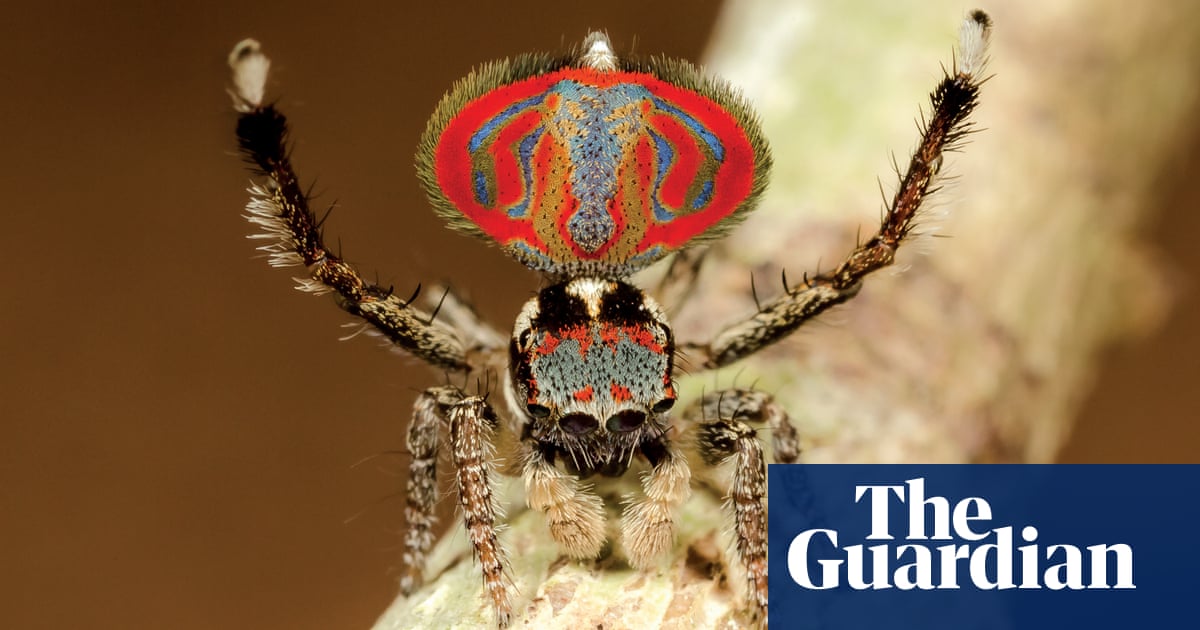 Close Encounters Of The Furred Kind Alien Butt Spider And Friends In Pictures Environment The Guardian Close Encounters Of The Furred Kind Alien Butt Spider And Friends In Pictures Environment The Guardian