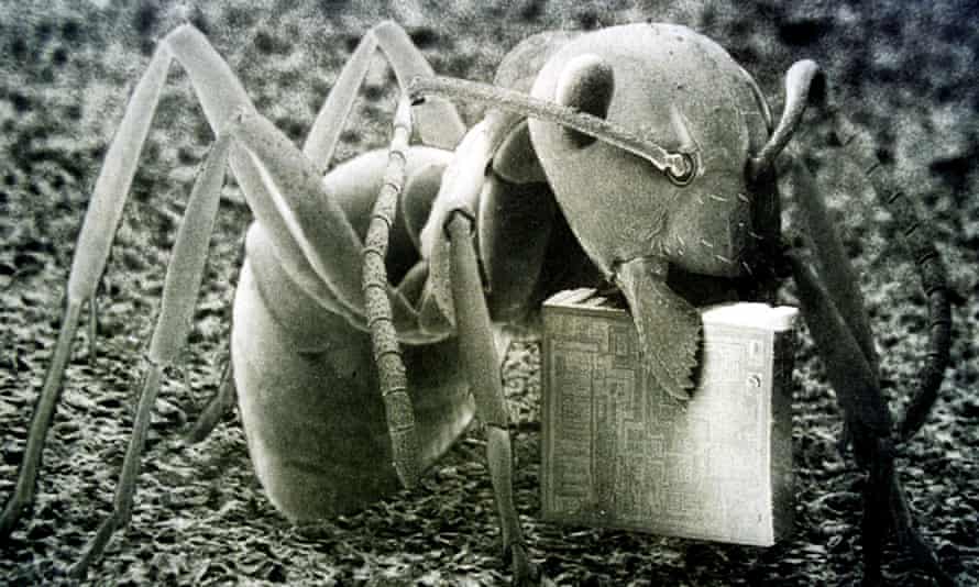 An ant carrying a 1mm square microchip in its mandibles at Huddersfield University Precision Technology centre