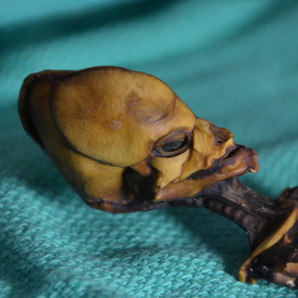 Genetic Tests Reveal Tragic Reality Of Atacama Alien Skeleton Genetics The Guardian Genetic Tests Reveal Tragic Reality Of Atacama Alien Skeleton Genetics The Guardian