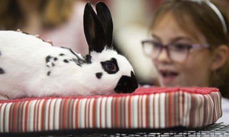 Girl admires black and white rabbit.