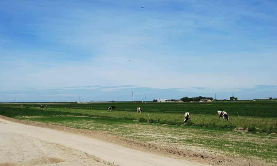 Organic Pastures raw dairy farm in Fresno, California.