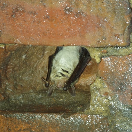 Britain’s sole greater mouse-eared bat