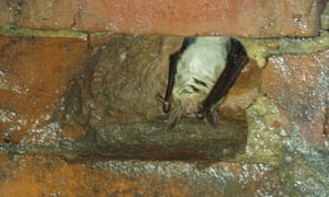 Britain's last known greater mouse-eared bat, hibernating in a tunnel in Sussex.
