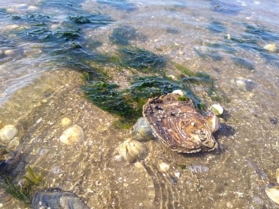 An oyster in shallow water.