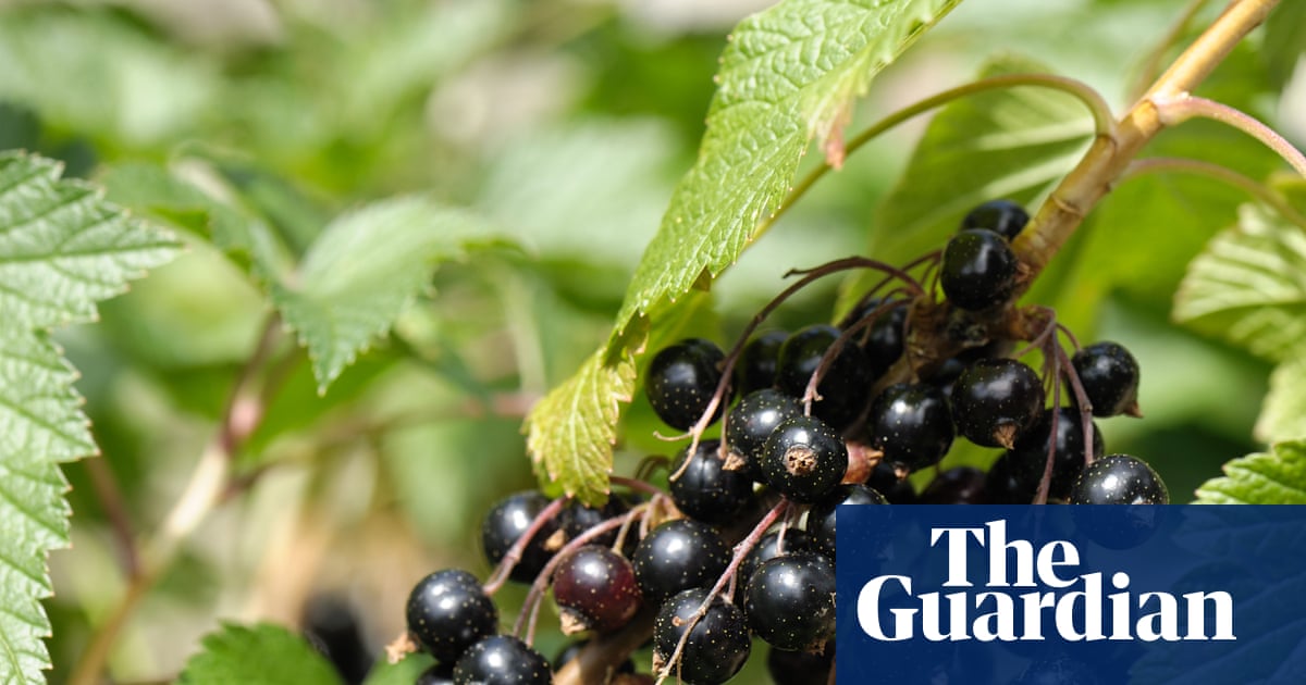 Berry tough: Ribena seeks to make hardier blackcurrants to beat extreme weather