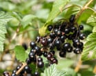 Berry tough: Ribena seeks to make hardier blackcurrants to beat extreme weather