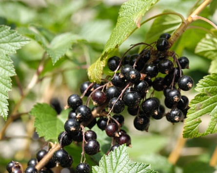 Ripe blackcurrant (Ribes nigrum) fruit on the bush