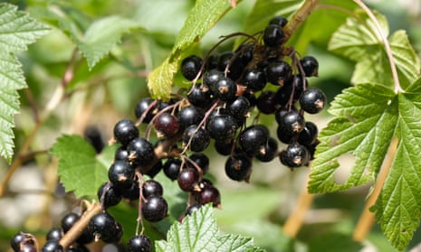 A bunch of blackcurrants growing