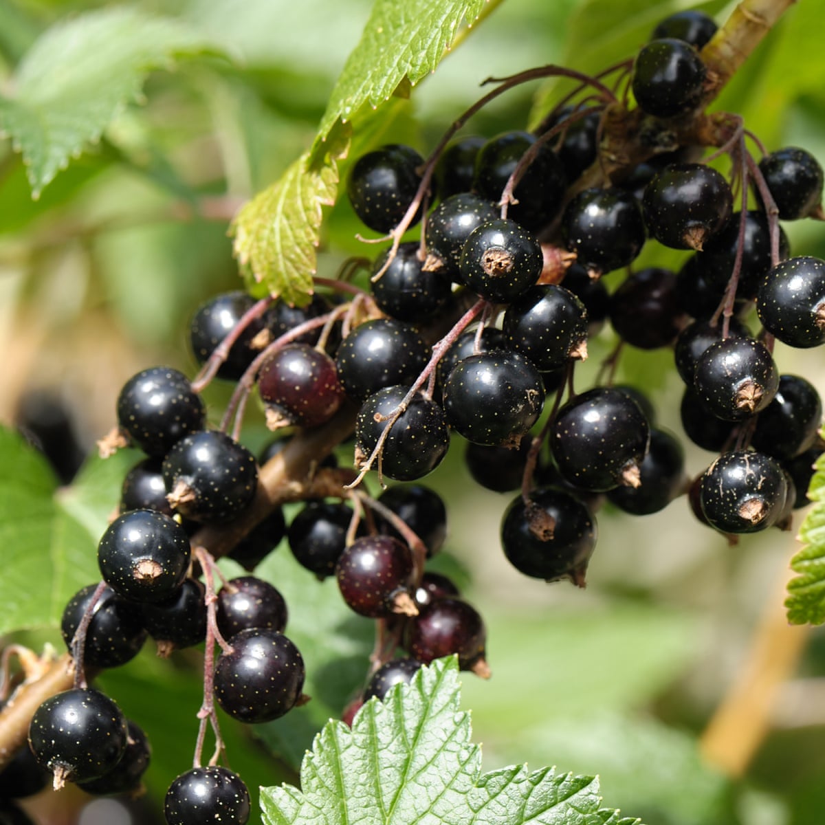 Gardens Are Blackcurrants The New Blueberry Gardens The Guardian