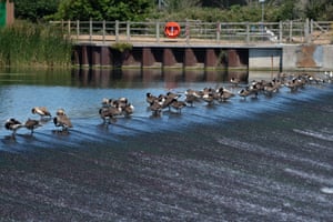 Berkshire, UK: Canada geese cool off at the top of a weir