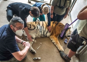 Veterinários realizaram uma delicada operação para remover uma unha encravada de Tschuna, um tigre-de-amur de 17 pedras, no Yorkshire Wildlife Park, em Doncaster. A equipe veterinária do premiado parque administrou uma anestesia de curta duração para facilitar o procedimento no animal de 15 anos. A curta operação, que durou menos de 15 minutos, envolveu a remoção de uma garra danificada na pata dianteira esquerda de Tschuna para eliminar o risco de infecção e aliviar o desconforto.