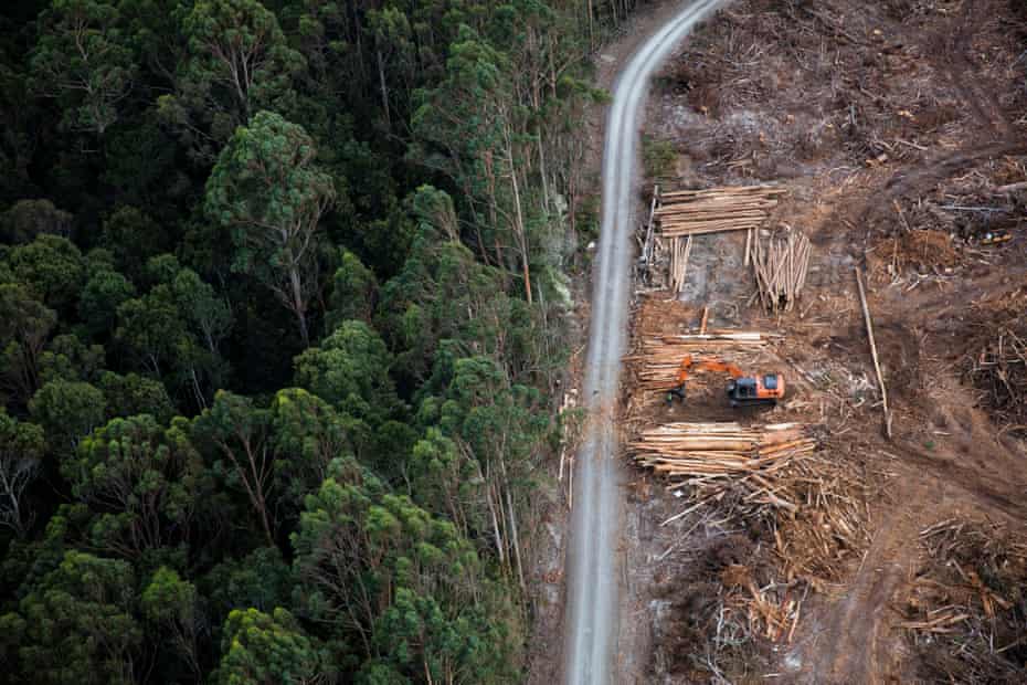 An aerial image of logging in Tasmania’s Tarkine rainforest