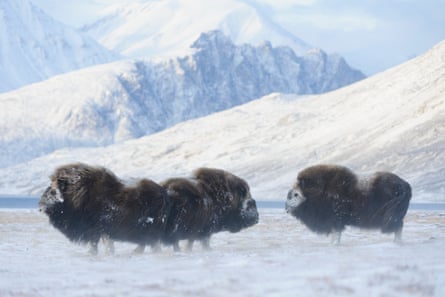 Musk oxen at Zackenberg Research Station in northeastern Greenland.
