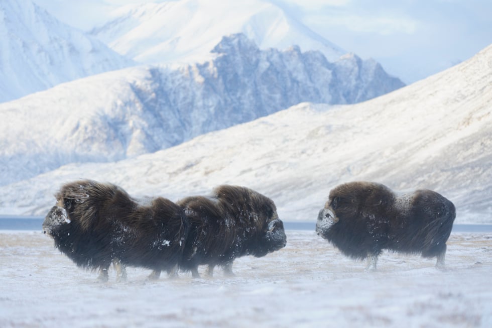 They lived through the ice age. Can the mighty musk ox survive the heat? Musk oxen at Zackenberg research station in north-east Greenland. The animals provide a vital food and economic resource for Indigenous communities.Photograph: Lars Holst Hansen/Aarhus University/via CAFF