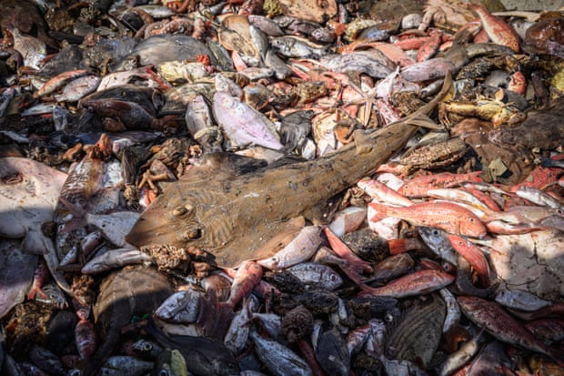 A ray among the catch on a trawler off the Gambia, west Africa.