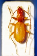 A small orange-brown beetle with swept-back antennae