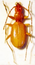Anophtalmus hitleri, a beetle named after Adolf Hitler.