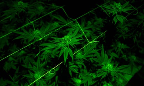 cannabis plants at an indoor farm