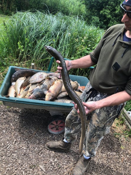 A man holding a dead eel stands beside a container full of dead fish