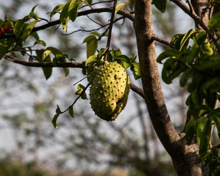Guanábana, a prickly tropical fruit.