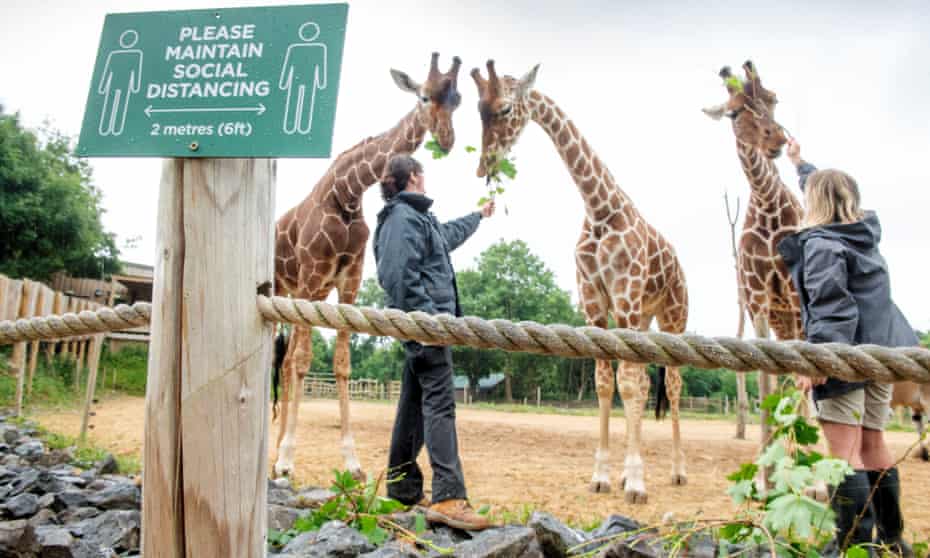 Animal keepers Daniella Pierce-Butler (right) and Charley Lennon feed the giraffes at the Wild Place Project
