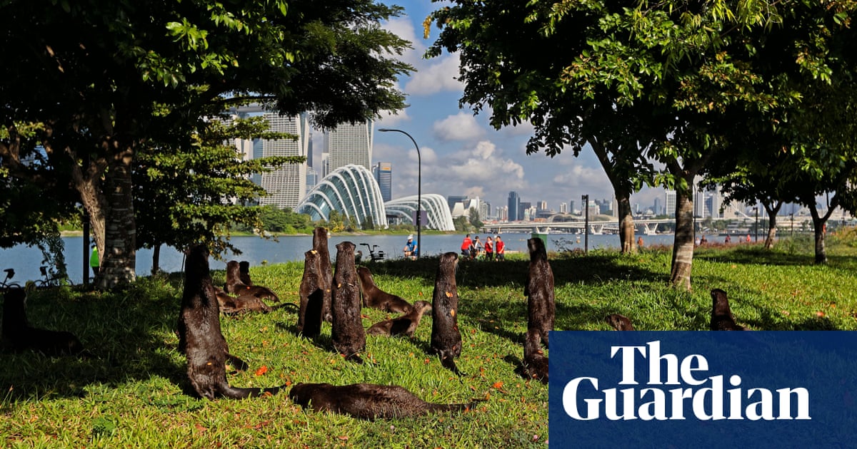‘I thought I was going to die’: otters attack British man in Singapore park