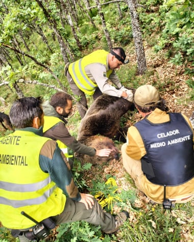 Bear filmed fighting off attacking male found dead with cubs in Spanish cave |  Animals