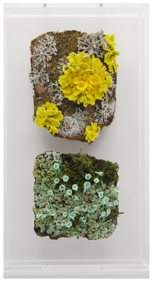 Mushroom and lichen woodland embroideries by artist Amanda Cobbett