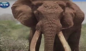 Screengrab of Satao II, a 50 year old elephant who was killed by poachers in Tsavo National park in Kenya. Photo KTN screengrab