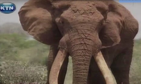 Screengrab of Satao II, a 50 year old elephant who was killed by poachers in Tsavo National park in Kenya. Photo KTN screengrab
