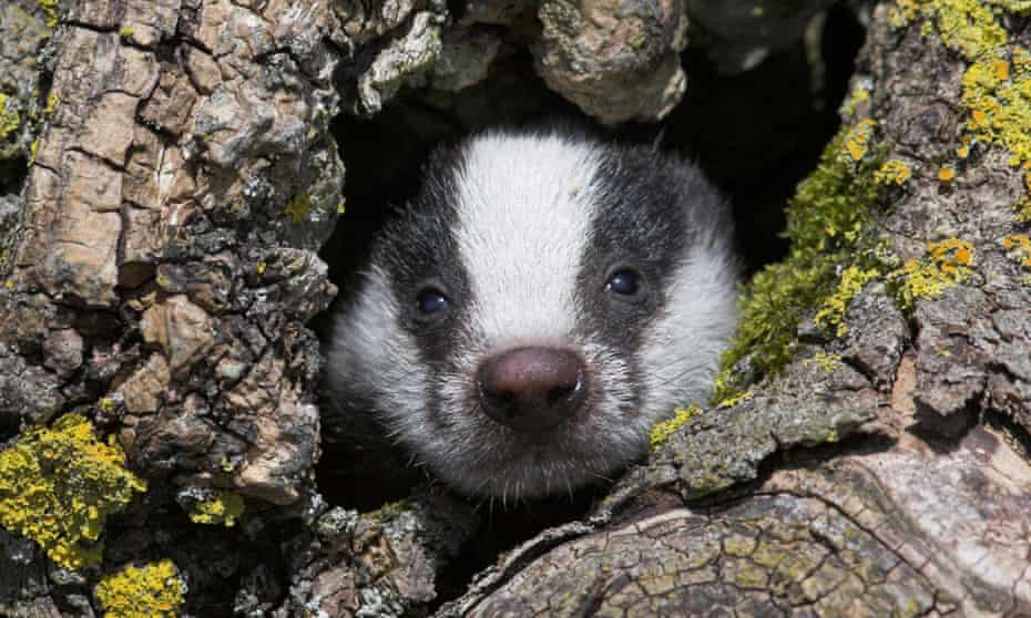 Badger cub. Anti-cull activists plan to turn the tables on the marksmen