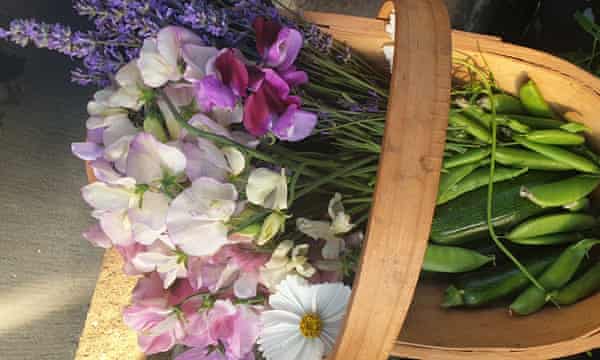Sweet peas and peas from Tempest allotments, Otley, west Yorkshire
