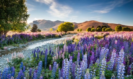 Richard Bloom’s photograph of lupins on the South Island of New Zealand won International Garden Photographer of the Year 2016.