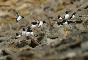On Svalbard archipelago, Norway, little auk (Alle alle) gather on their hillside rocky habitat during a summer heat wave that set a new record. Global warming is having a dramatic impact on Svalbard, creating disruptions to the entire local ecosystem
