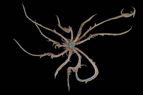 A comatulid feather star collected from a submarine dive off Brabant Island, Gerlache Strait, at around 420 meters depth