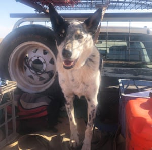 Pirate the dog