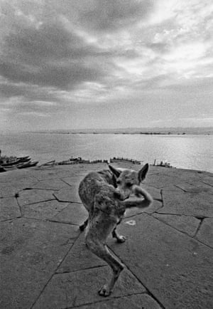 Varanasi, 1972 INDIA. Benares. 1972. Dog on the ghat.